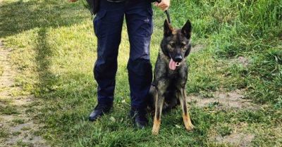 Zeus - nowy pies policyjny w Suwałkach